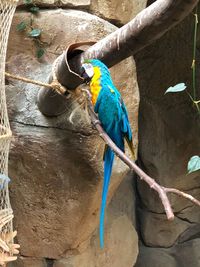 Peacock perching on a branch