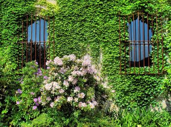 View of flowering plants and trees in garden