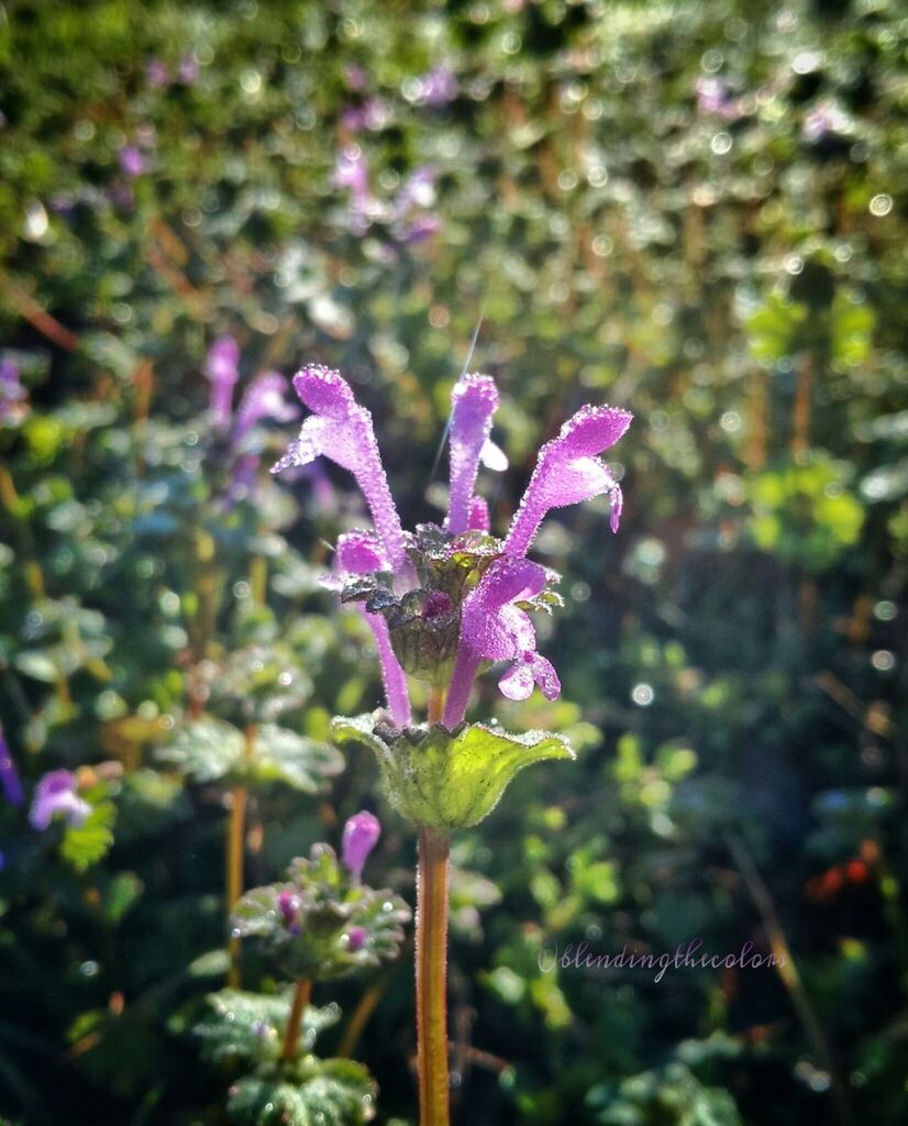 flower, freshness, fragility, growth, petal, purple, beauty in nature, flower head, focus on foreground, plant, close-up, blooming, nature, in bloom, stem, selective focus, outdoors, day, blossom, park - man made space