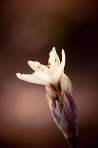 Close-up of flower against blurred background