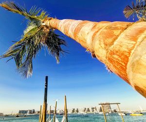 Low angle view of coconut palm tree against blue sky