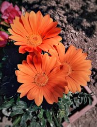 Close-up of orange flowers blooming outdoors