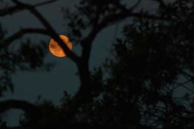 Low angle view of silhouette tree against sky at dusk