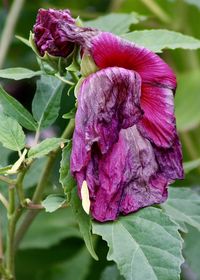 Close-up of purple flower