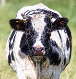 Portrait of cow standing on field