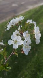 Close-up of white flowers