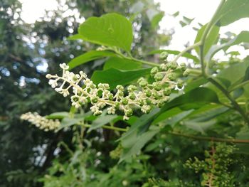 Close-up of fresh green plant