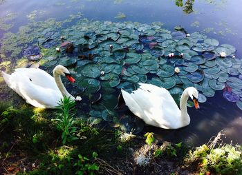 Bird flying over lake