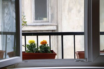 Flowers growing in pot at window