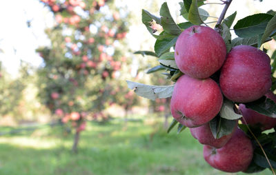 Close-up of apples on tree