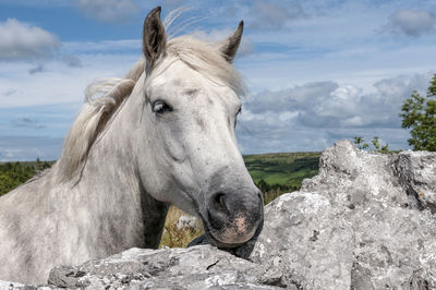 Horse standing on rock against sky