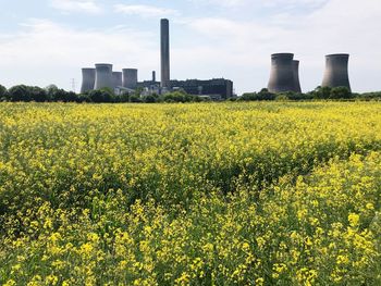 Yellow flowers growing in field