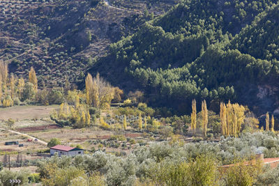 Trees in forest