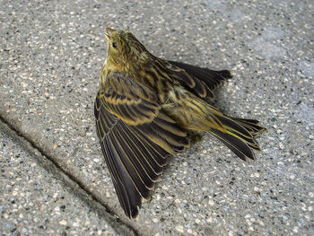 Close-up of bird perching