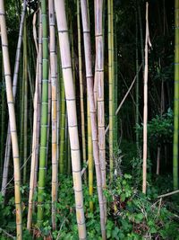 Bamboo trees in forest