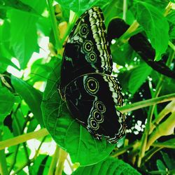 Close-up of butterfly perching on leaf