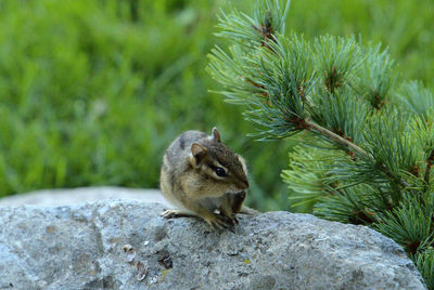 Chipmunk on a rock