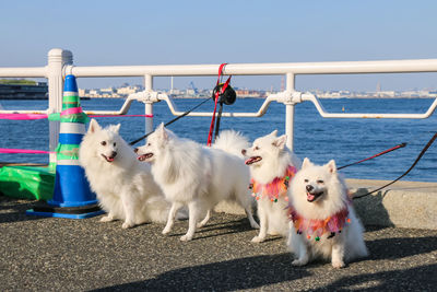 Close-up of dogs running on field