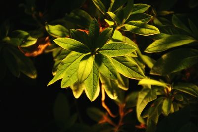 High angle view of leaves