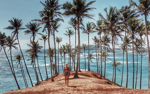 Scenic view of palm trees on beach against sky