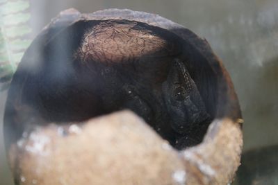 High angle view of geckos in coconut shell