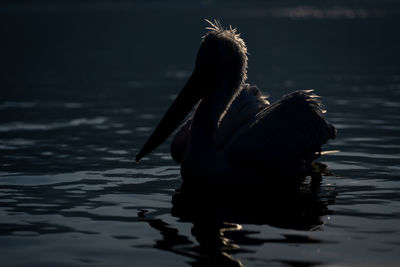 Close-up of bird in lake