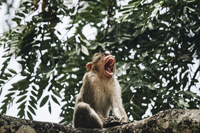 Low angle view of monkey sitting on tree