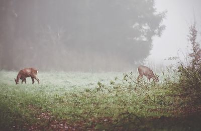 Horse grazing in a field