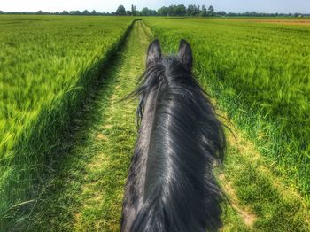 Rear view of horse on field