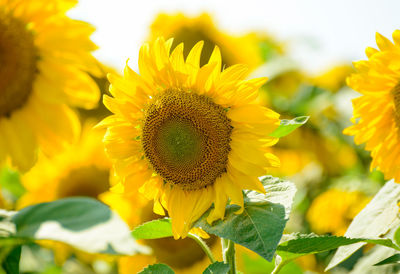 Close-up of sunflower