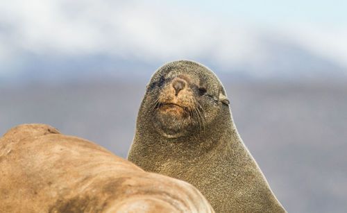 Sea lion by rock