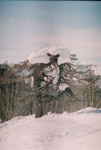 Trees on snow covered landscape against sky