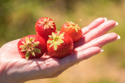 Close-up of hand holding strawberry