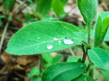 Close-up of insect on plant