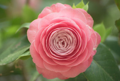 Close-up of pink rose