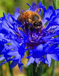 Close-up of bee pollinating on purple flower