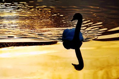 Swan swimming in lake