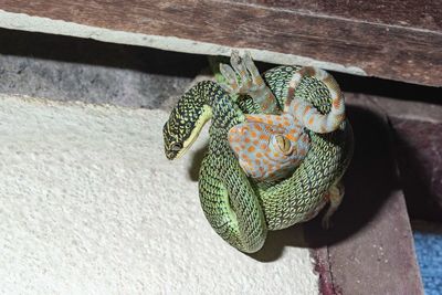 Close-up of snake hunting lizard