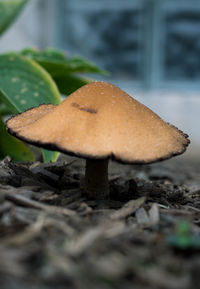Close-up of mushroom on rock