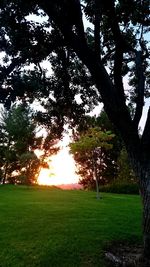 Trees on grassy field