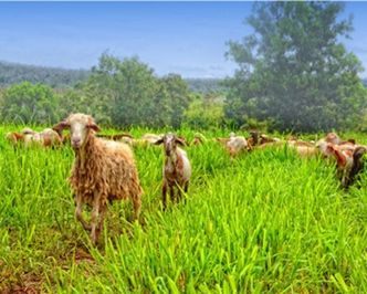 Sheep grazing on grassy field