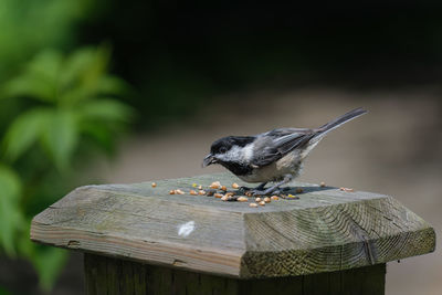 Close-up of bird perching on wood