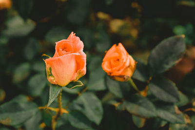 Close-up of rose plant