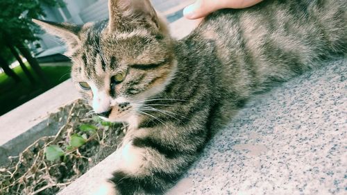 Close-up of hand feeding cat