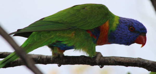 Close-up of rainbow lorikeet perching on twig against sky