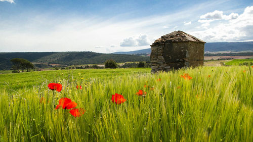 Red poppy flowers on field against sky