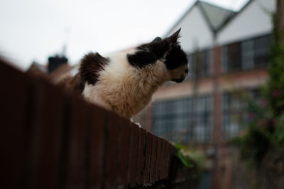 Close-up of a cat looking away on wall 