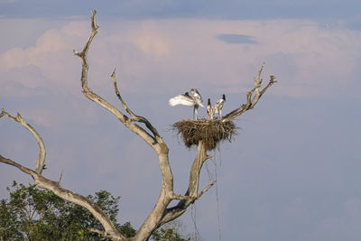 Low angle view of bird perching on tree