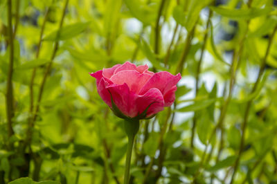 Close-up of pink rose