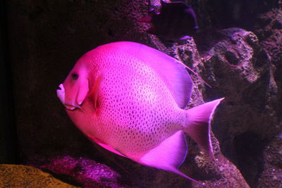 Close-up of fish swimming in sea